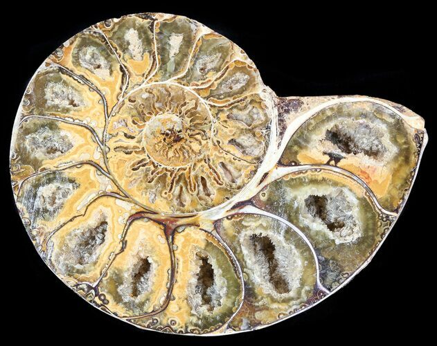Sliced, Agatized Ammonite Fossil (Half) - Jurassic #54031